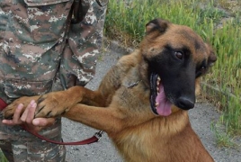 6 собак-саперов будут отправлены на юг Армении