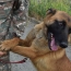 6 ականազերծող շուն՝ ՀՀ հարավում աշխատանքների համար