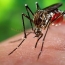 WHO says Georgia, parts of Russia are at high risk of Zika virus