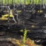 ООН: Ущерб от экологических преступлений в мире вырос до $258 млрд