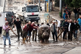 Армянские врачи провели операции в поддержку восстановления тбилисского зоопарка