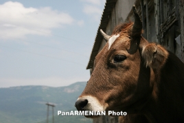 Россия может снять ограничения на поставки животноводческой продукции из Армении