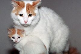 Թուրքիայում Վանա կատուներին   կվերահսկեն. Հատուկ համակարգ է ստեղծվել