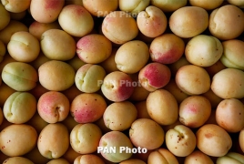Около 10 тысяч тонн абрикосов уже экспортировано из Армении