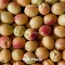 Около 10 тысяч тонн абрикосов уже экспортировано из Армении
