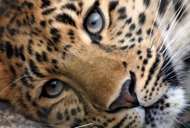 Armenia may host reintroduction center for leopards