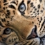 Armenia may host reintroduction center for leopards