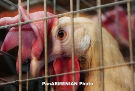 Около 20 тонн куриного мяса из Украины снова не допустили в Армению