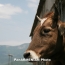 Число больного бруцеллезом рогатого скота в Армении ежегодно сокращается