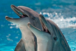 Гениальный разум дельфинов