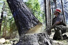 По факту незаконной вырубки деревьев в городе Ванадзор возбуждено уголовное дело