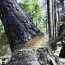 По факту незаконной вырубки деревьев в городе Ванадзор возбуждено уголовное дело