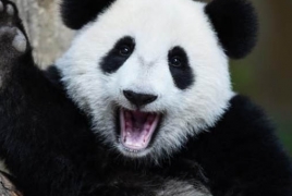 Большие панды перестали быть вымирающим видом: Популяция животных возросла