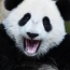 Большие панды перестали быть вымирающим видом: Популяция животных возросла