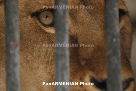 Ереванский зоопарк за 4 месяца посетили более 236 тысяч человек