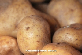 Армения экспортирует 50-80 тысяч тонн картофеля в 2016 году