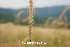 ԼՂՀ-ն Շիրակի համայնքներին 220 տոննա հացահատիկի սերմացու է տրամադրել
