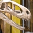 Скелет динозавра возрастом 150 миллионов лет вытсавят на торги во Франции