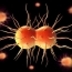 Gonorrhea becoming resistant to all antibiotics