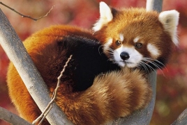 Red panda, kangaroo to join Yerevan Zoo in spring