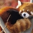 Красная панда и кенгуру валлаби появятся в Ереванском зоопарке весной