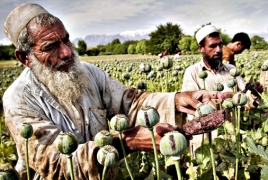 Afghanistan opium production soars 43 percent: UN