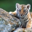 Two thirds of world's wildlife could be gone by 2020: WFF
