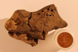 В Великобритании впервые найдены фрагменты окаменевшего мозга динозавра