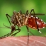 Бразильские ученые выпустят на волю несколько миллионов комаров-мутантов