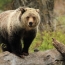 Гризли из Йеллоустонского парка США могут покинуть список исчезающих видов
