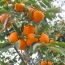 Պտղատու ծառերի  ևս 300 տնկի է տրվել Ն. Կարմիրաղբյուրի զոհված ազատամարտիկների ընտանիքներին