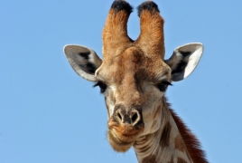 Wild giraffes on edge of extinction as numbers plummet by 40%