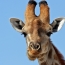 IUCN: Жирафы находятся на грани вымирания