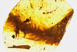 First feathered dinosaur tail discovered in amber