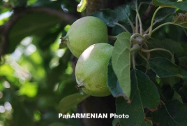 Армянская компания «Спайка» вложит более $56 млн в закладку яблоневых садов в Северной Осетии