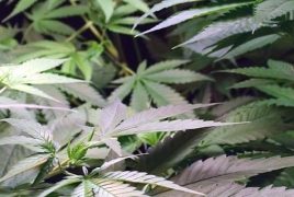 В Грузии отменили тюремное наказание за потребление или приобретение марихуаны в малых дозах