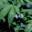 Gang-ravaged Mexico stuck in weed ban as U.S. opens up