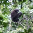 Зоологи назвали новый вид обезьян в честь Скайуокерa из «Звездных войн»