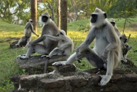 Monkeys mourn death of robotic monkey spying on them