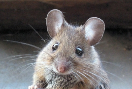 U.S. scientists activate predatory behavior in mice