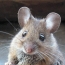 U.S. scientists activate predatory behavior in mice