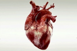 Scientists recreate outer layer of heart with stem cells