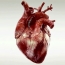 Scientists recreate outer layer of heart with stem cells
