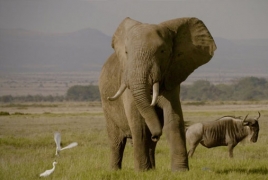 Netflix documentary “The Ivory Game” to screen at Beijing Film Fest