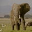 Netflix documentary “The Ivory Game” to screen at Beijing Film Fest