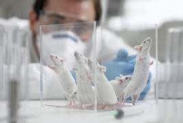 Scientists reverse Alzheimer's-like symptoms in mice