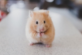 Corn diet turning hamsters into deranged cannibals: French research