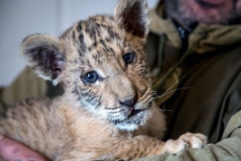 Lion-tiger hybrid born in Russian zoo