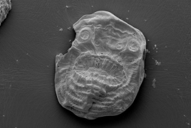 Human's earliest known relative was an egg-shaped beast - study