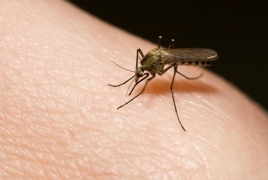 Mosquitos beating gene editing with rapid evolution
